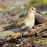 Bécasseau variable