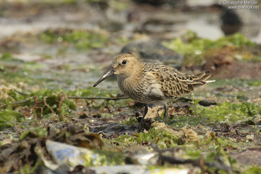 Dunlin