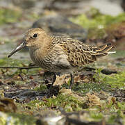 Dunlin