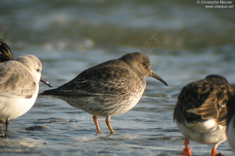 Purple Sandpiper