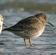 Purple Sandpiper