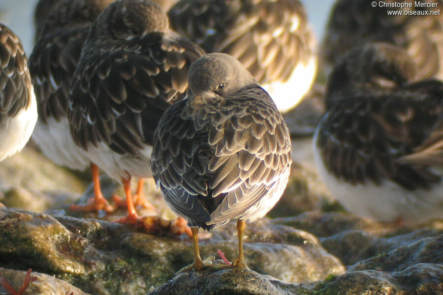 Purple Sandpiper