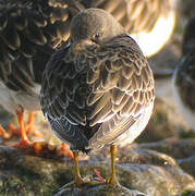 Purple Sandpiper