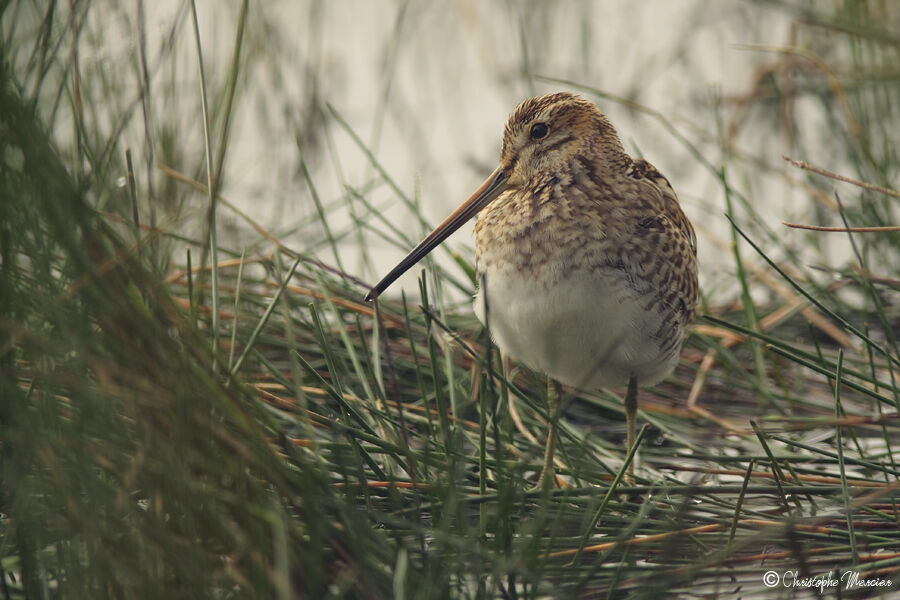 Common Snipe