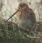 Common Snipe