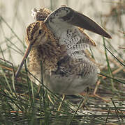 Common Snipe