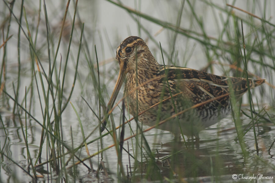 Common Snipe