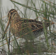 Common Snipe