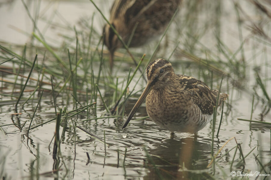 Common Snipe