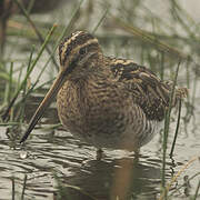 Common Snipe