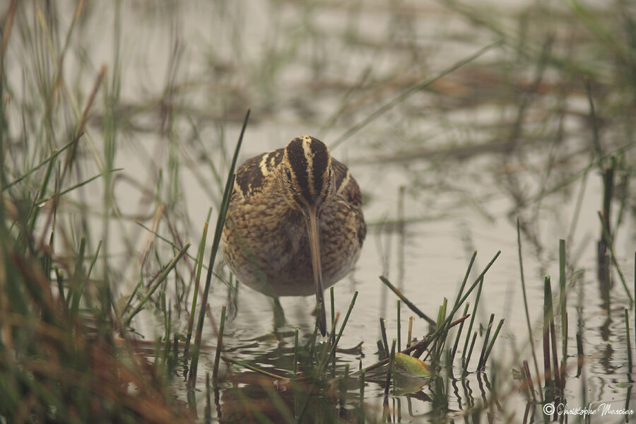 Common Snipe