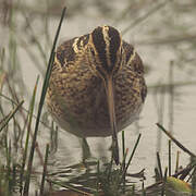 Common Snipe