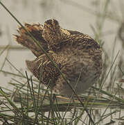 Common Snipe