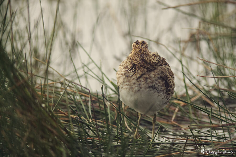 Common Snipe