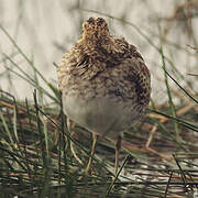 Common Snipe