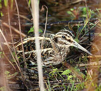 Jack Snipe