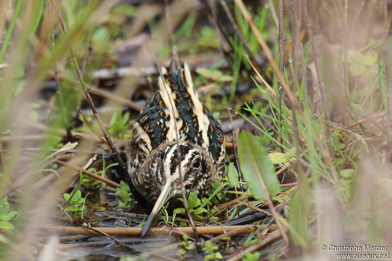 Jack Snipe