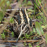 Jack Snipe