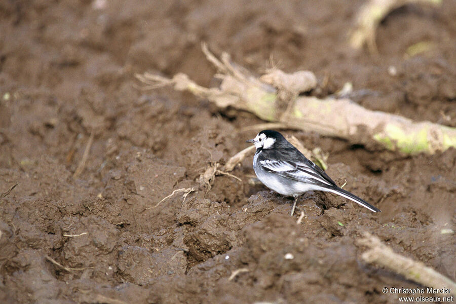 White Wagtail (yarrellii)