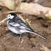 White Wagtail (yarrellii)