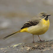 Grey Wagtail