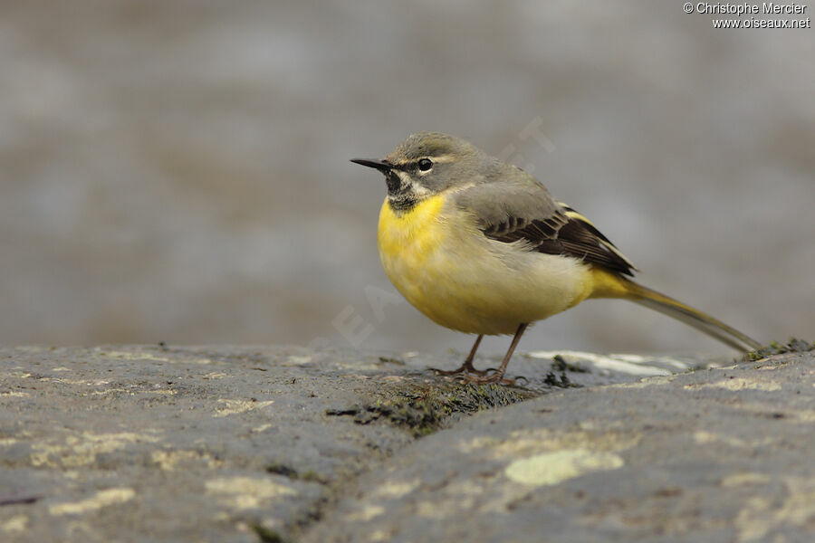 Grey Wagtail