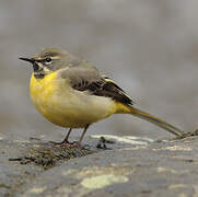 Grey Wagtail