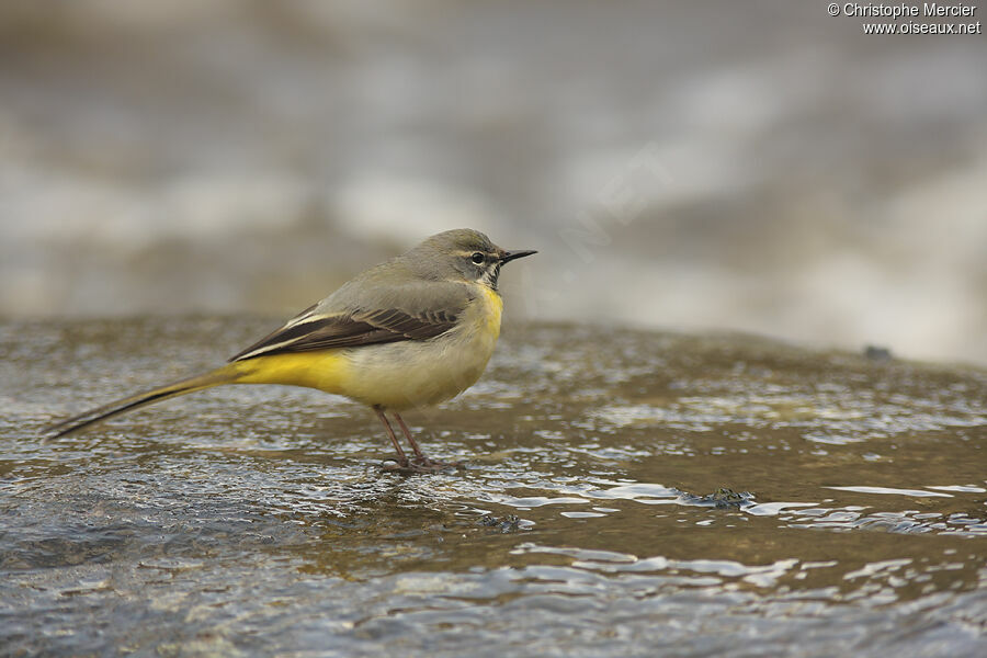 Grey Wagtail