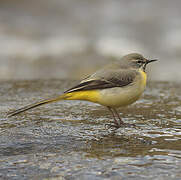 Grey Wagtail