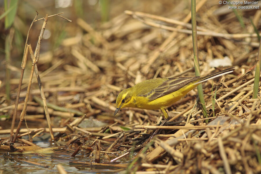 Western Yellow Wagtail (flavissima)