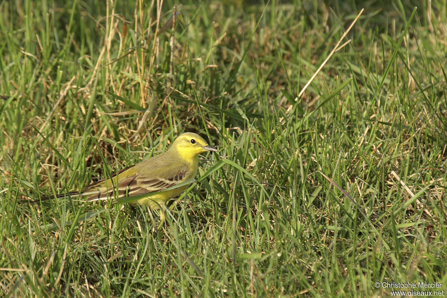 Western Yellow Wagtail (flavissima)