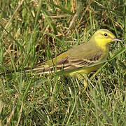 Western Yellow Wagtail (flavissima)