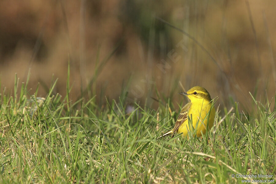 Western Yellow Wagtail (flavissima)