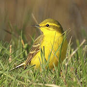 Western Yellow Wagtail (flavissima)