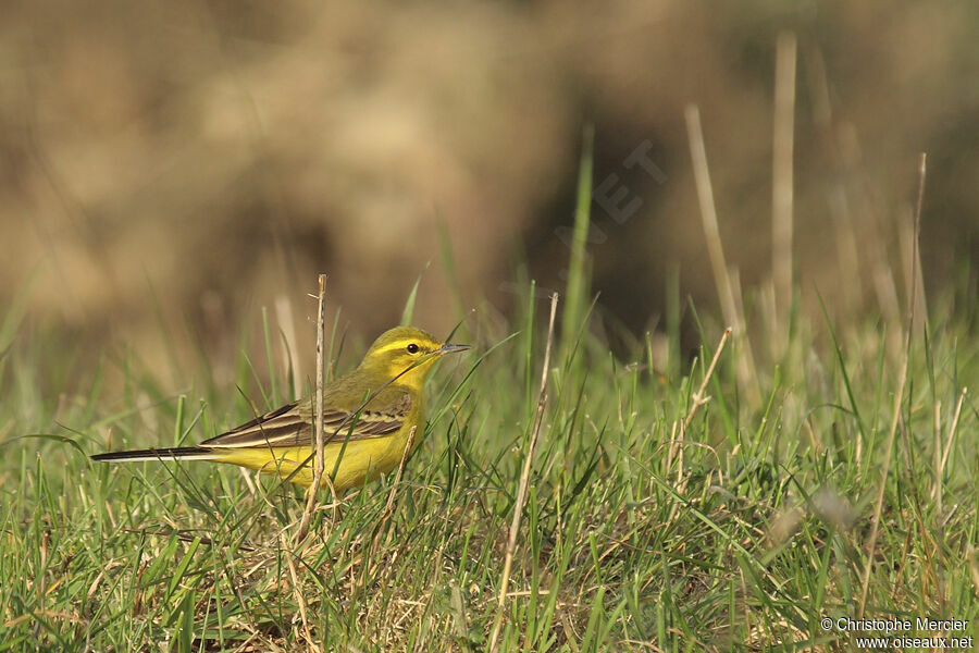 Western Yellow Wagtail (flavissima)