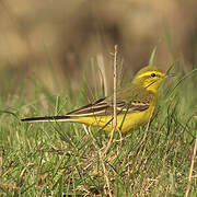 Western Yellow Wagtail (flavissima)