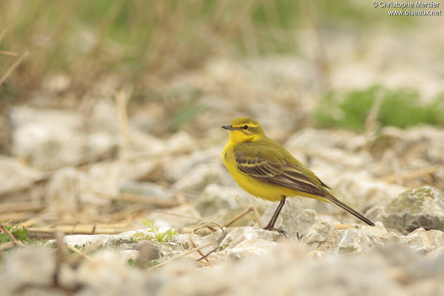 Western Yellow Wagtail (flavissima)