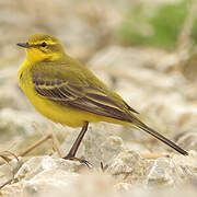 Western Yellow Wagtail (flavissima)