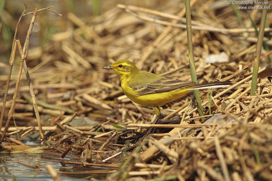 Western Yellow Wagtail (flavissima)