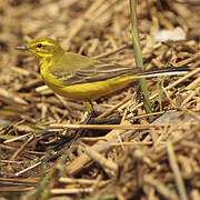 Western Yellow Wagtail (flavissima)