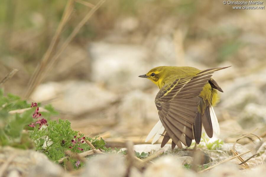 Western Yellow Wagtail (flavissima)