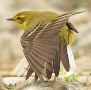 Western Yellow Wagtail (flavissima)