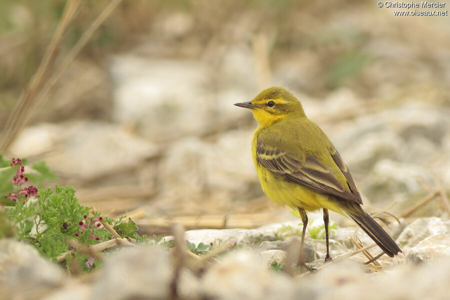 Western Yellow Wagtail (flavissima)