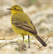 Western Yellow Wagtail (flavissima)