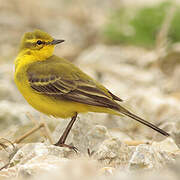 Western Yellow Wagtail (flavissima)