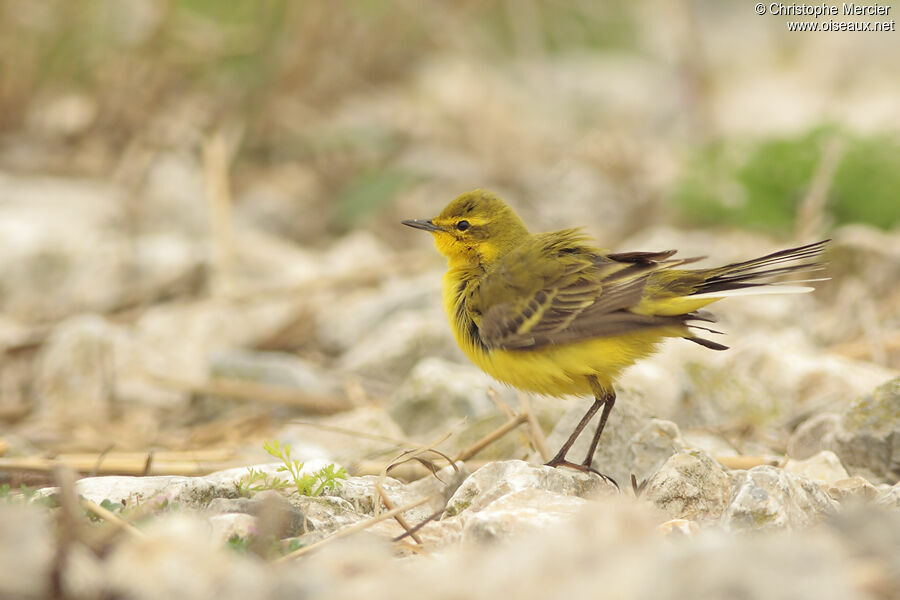 Western Yellow Wagtail (flavissima)