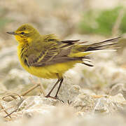 Western Yellow Wagtail (flavissima)