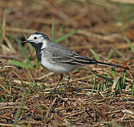 White Wagtail