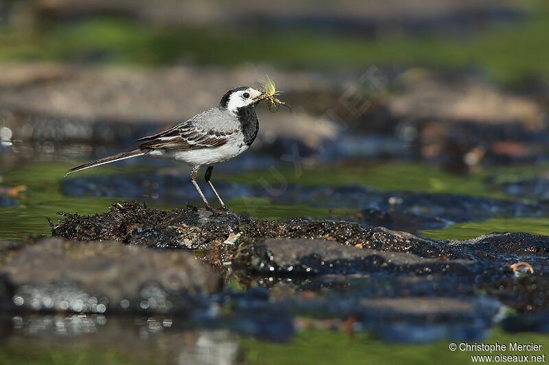 White Wagtail