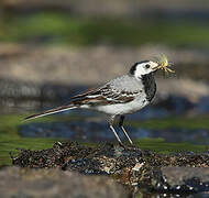 White Wagtail